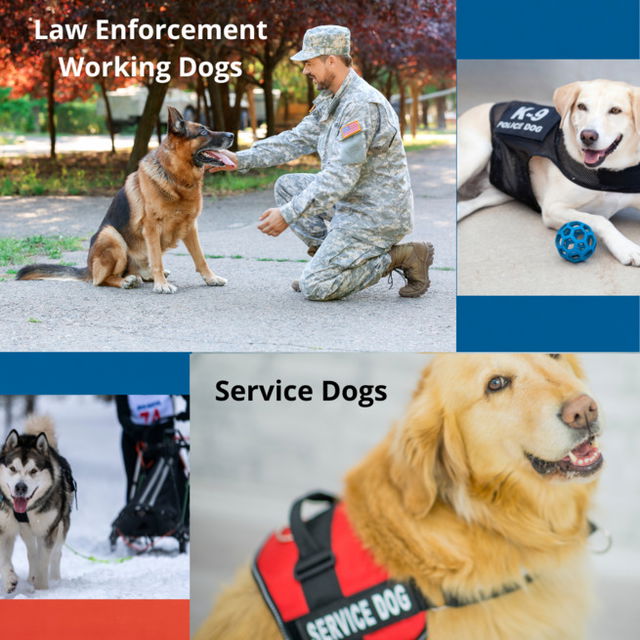 Working Dogs that are categorized as Law Enforcement Working Dogs and Service Dogs to support those who need it.
